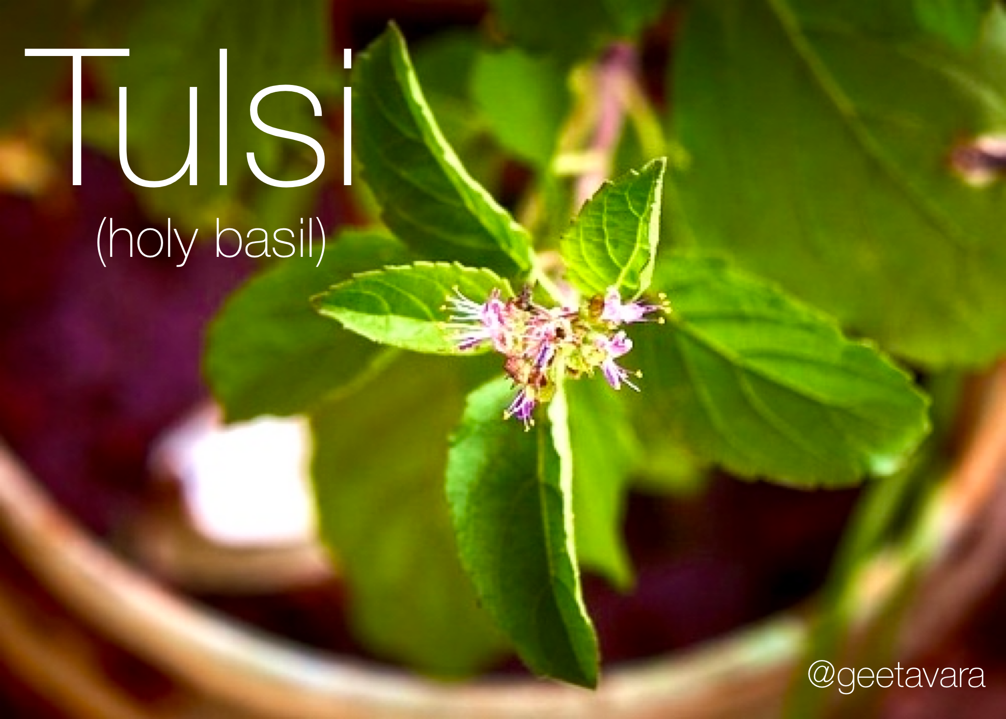 Herbal Spotlight&nbsp; - Tulsi (Holy Basil)