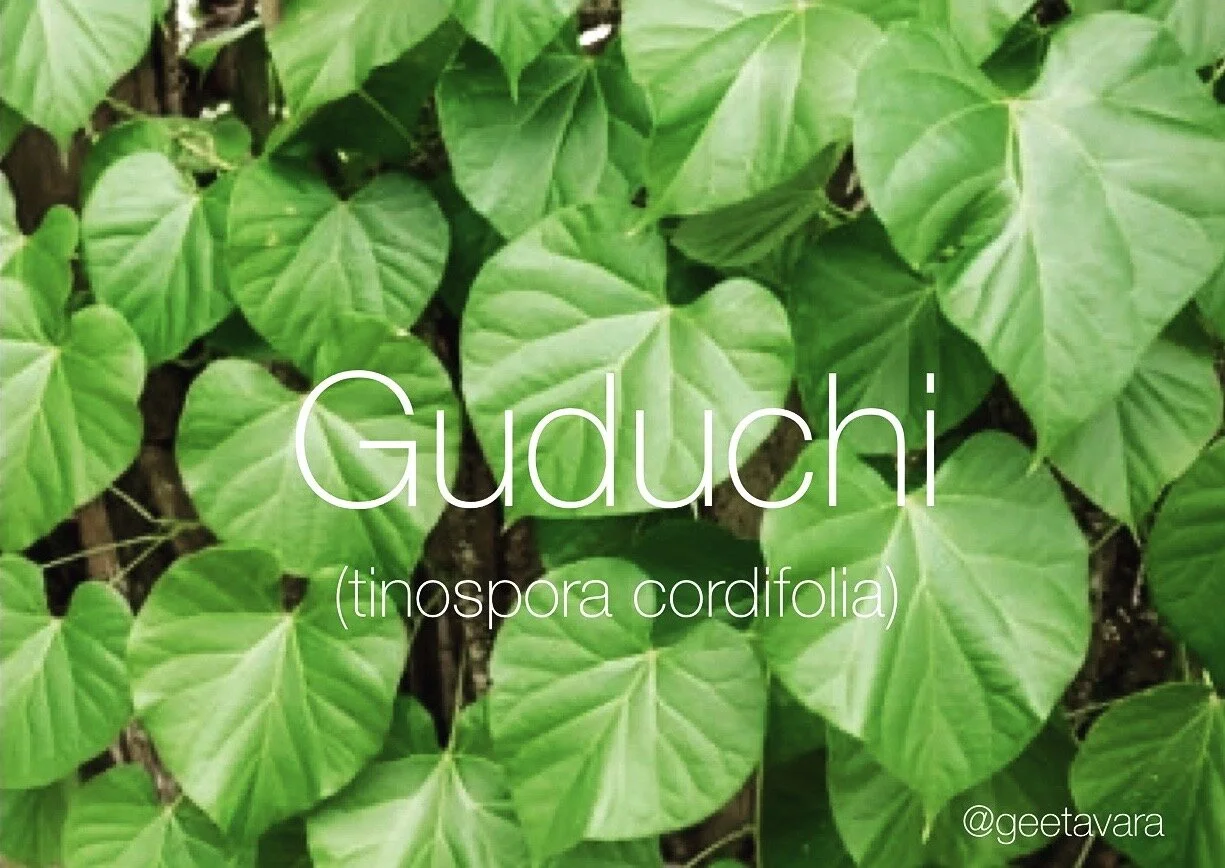 Immune Boosting Guduchi to the Rescue