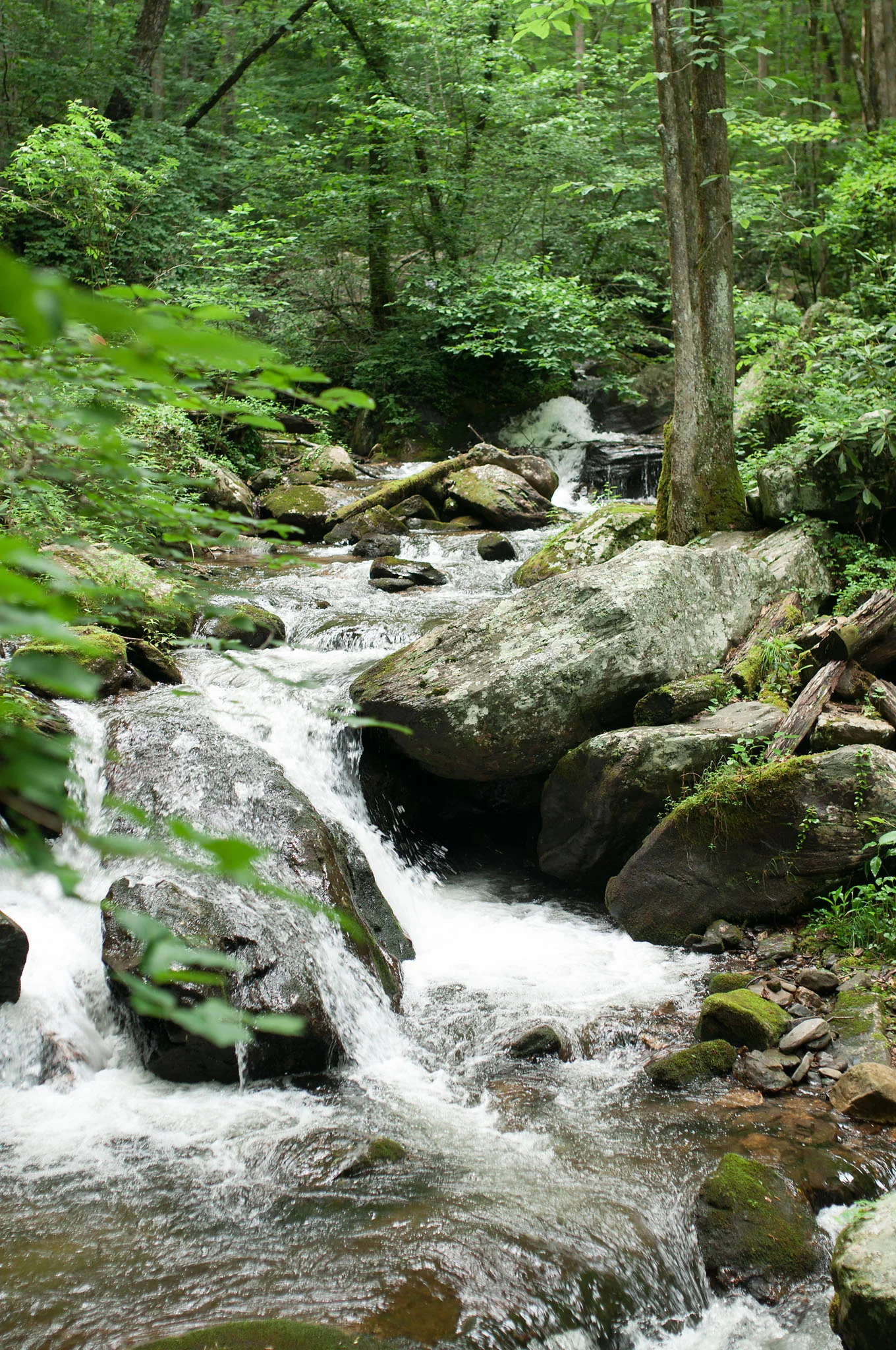 DSC_0040.jpg