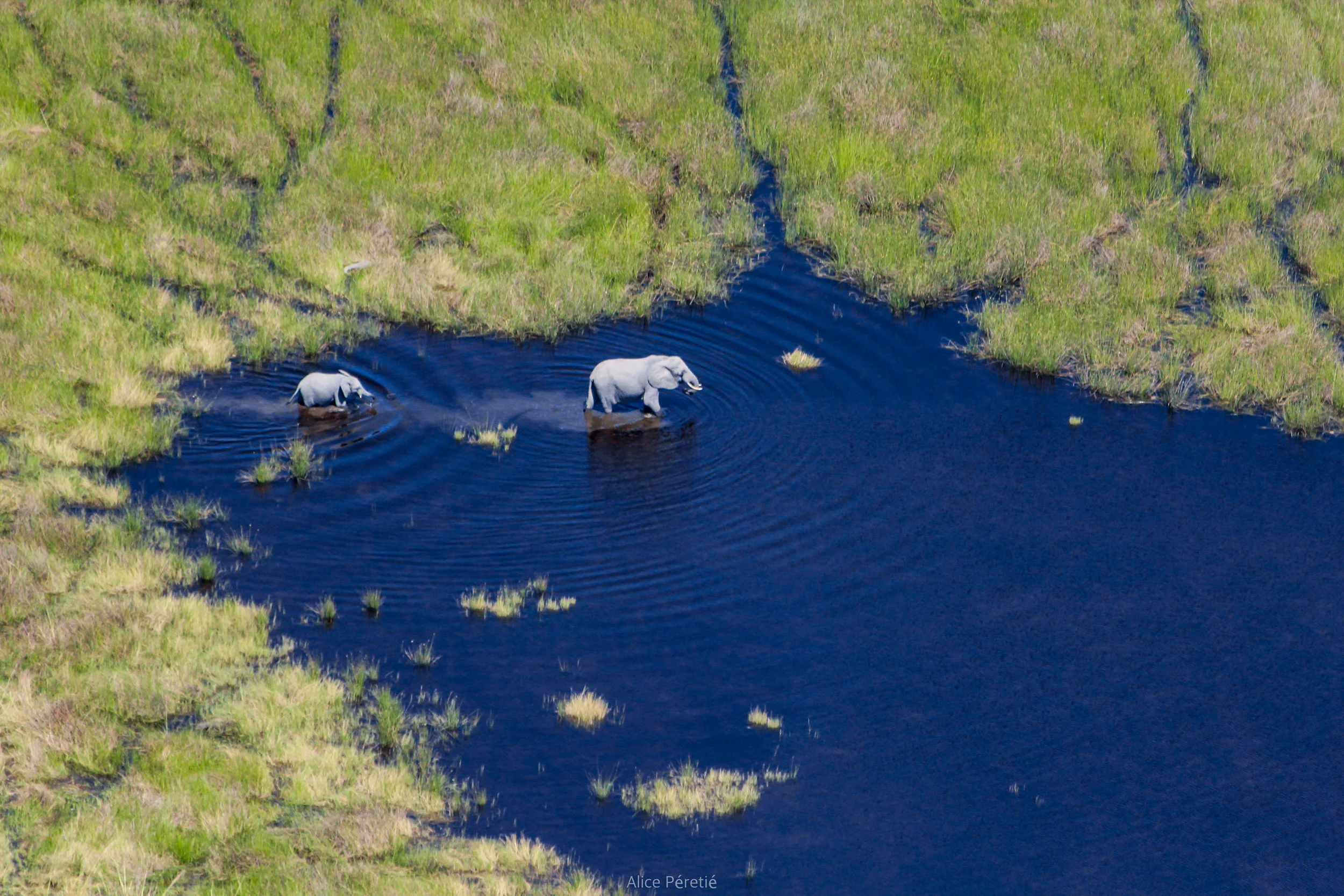 20120415-Botswana 2012 (6) copyAPERETIE.jpg
