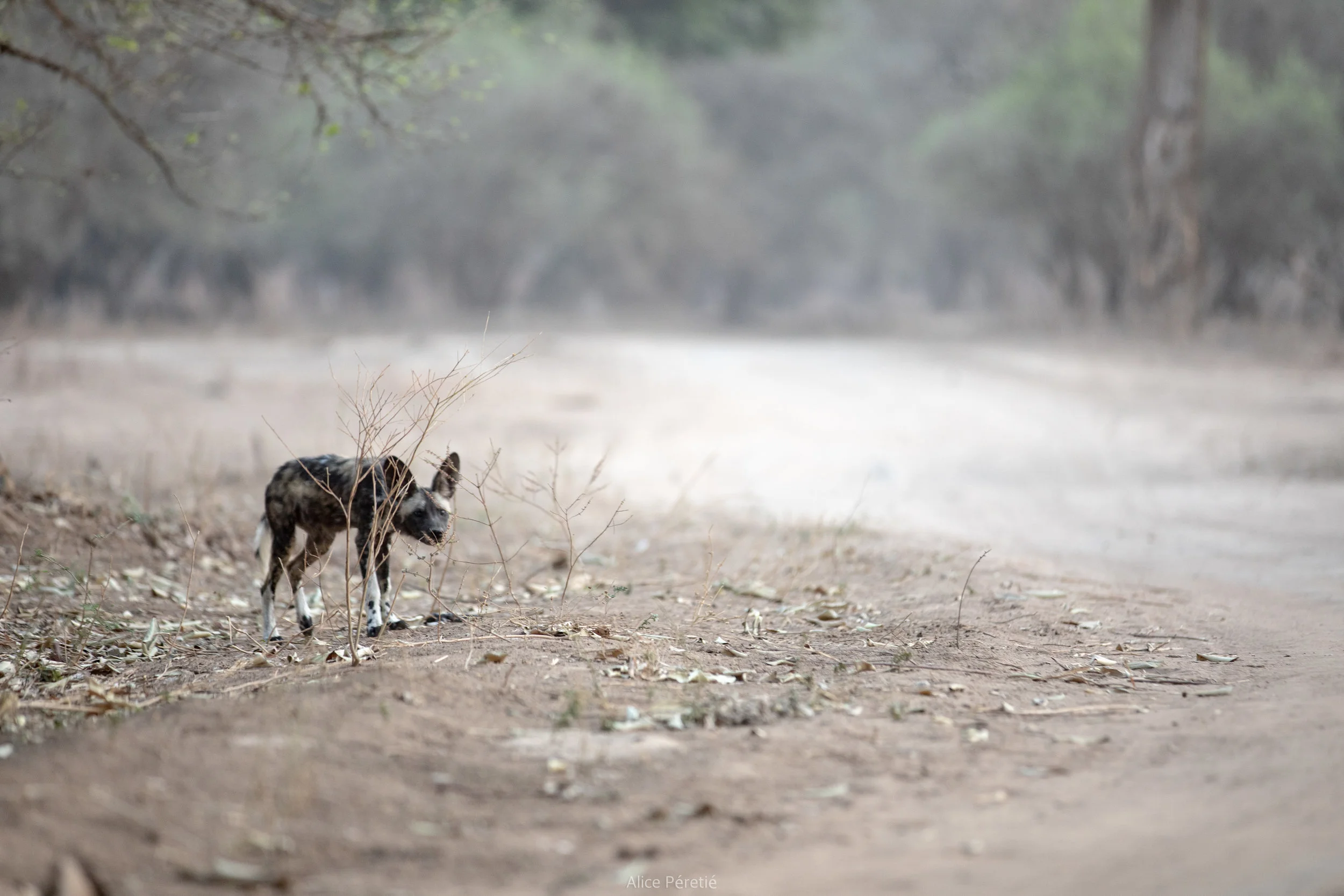 dogs on the road