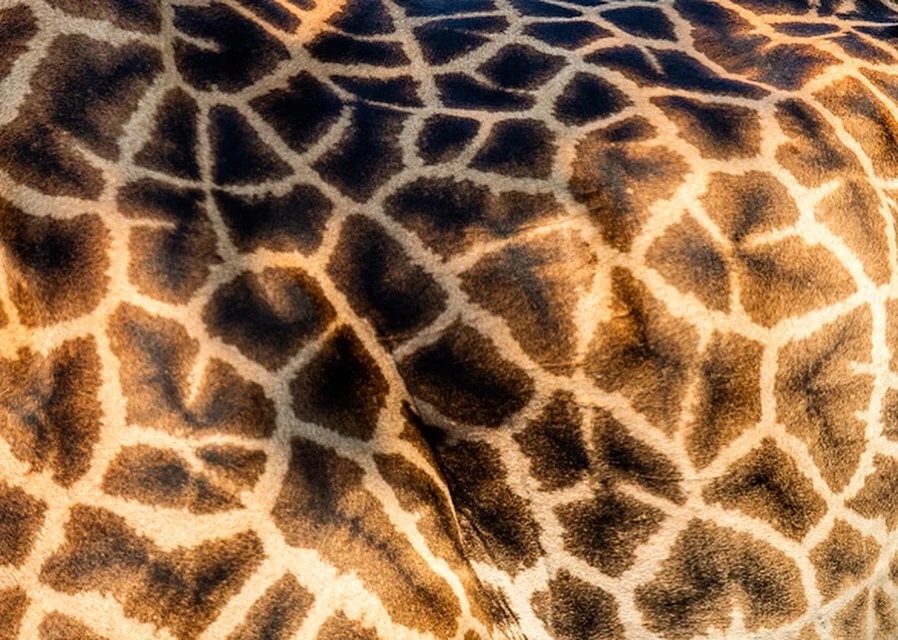 Stories from the Bush - Chapter 2