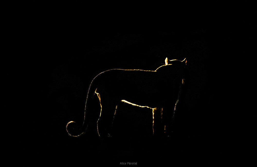 Leopard silhouette colour.jpg