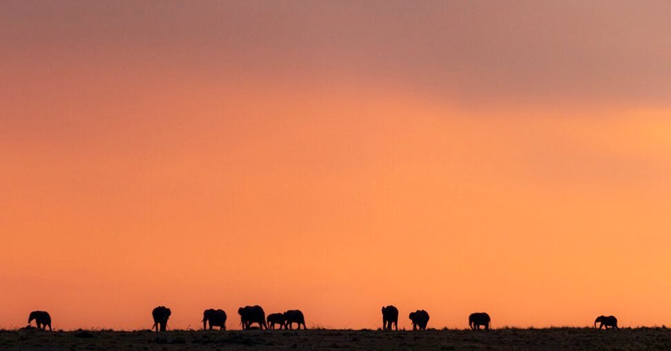 How is it a year ago that we were wreaking havoc under fig trees and spending hours waiting for a few wildebeest to cross?!
I&rsquo;m not a huge fan of throwing quotes left right and center without their context, as truisms, but this one speaks for i