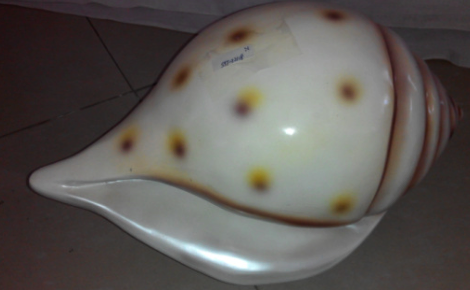 Conch Shell 18.5" x 11" x 9.5"