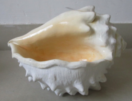 Conch Shell 7.5" x 9.5" x 12.5"