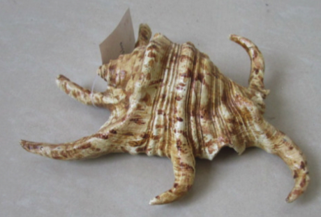 Shell 2.5" x 5" x 7"