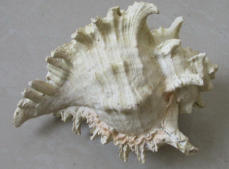 Conch Shell 4.25" x 4.5" x 6.5"
