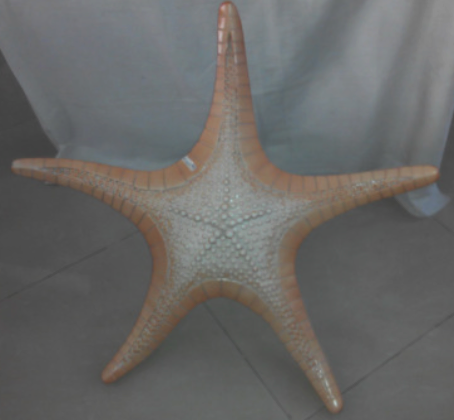 Starfish_41.png