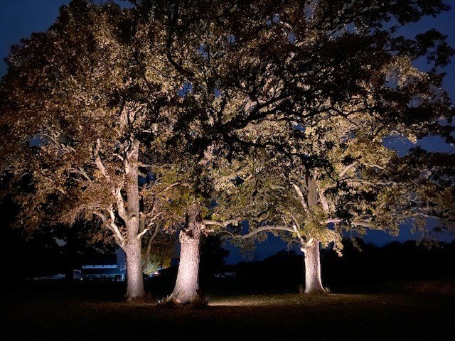 Large Tree Up Lighting - 90' Tall Trees