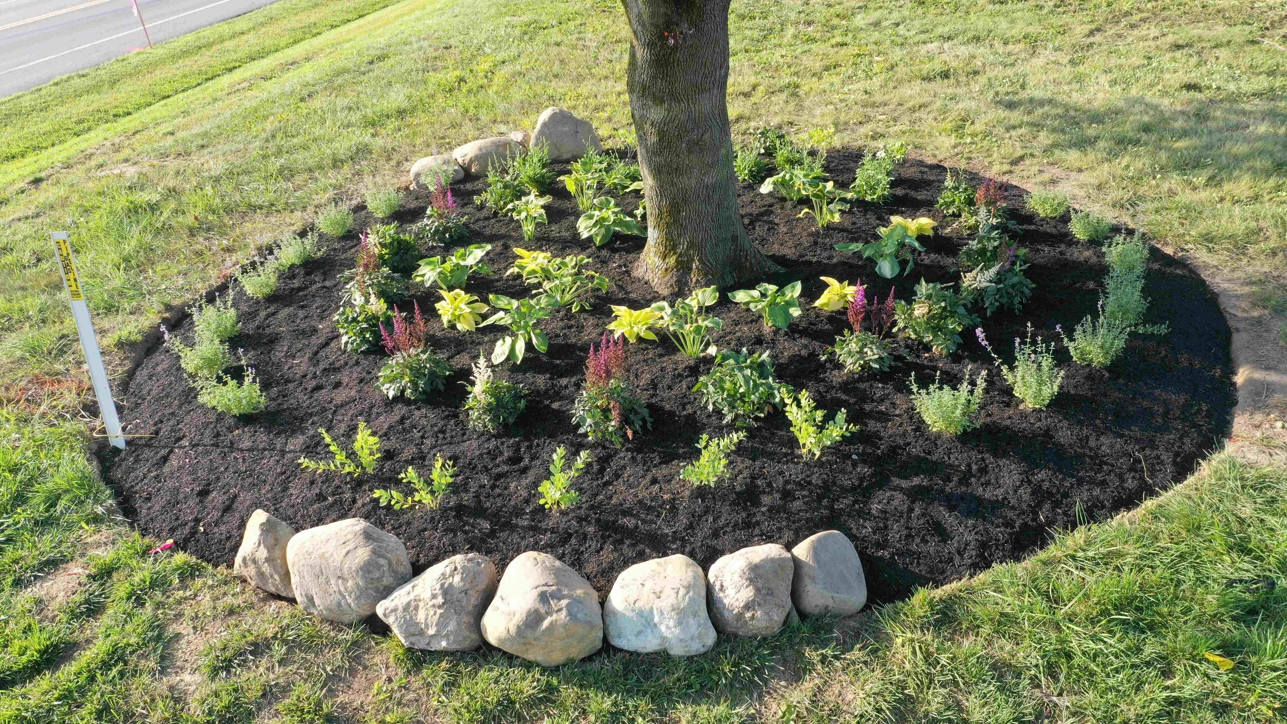 Warnock Front Tree (2).JPG