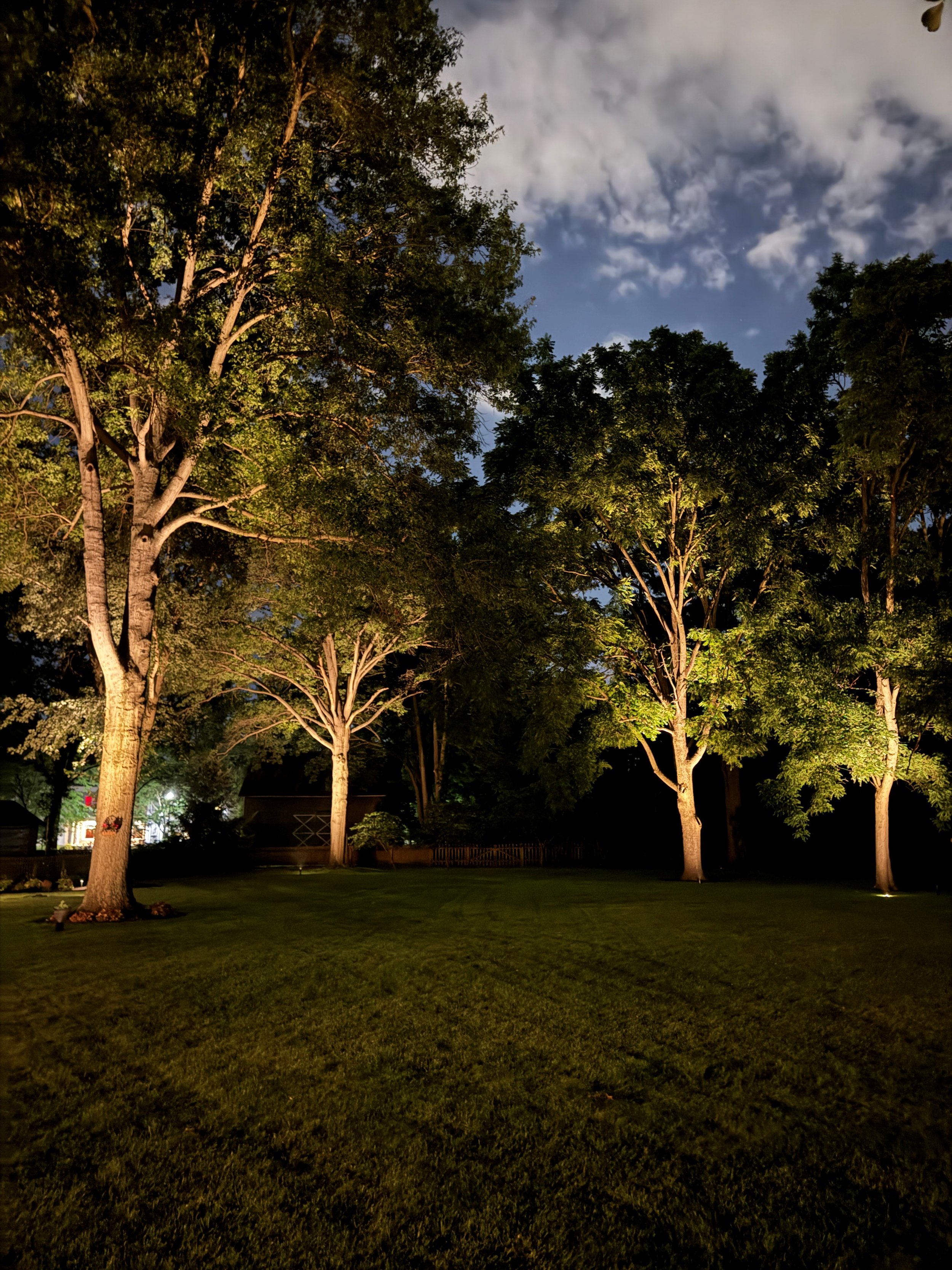 Galietti Large Trees 