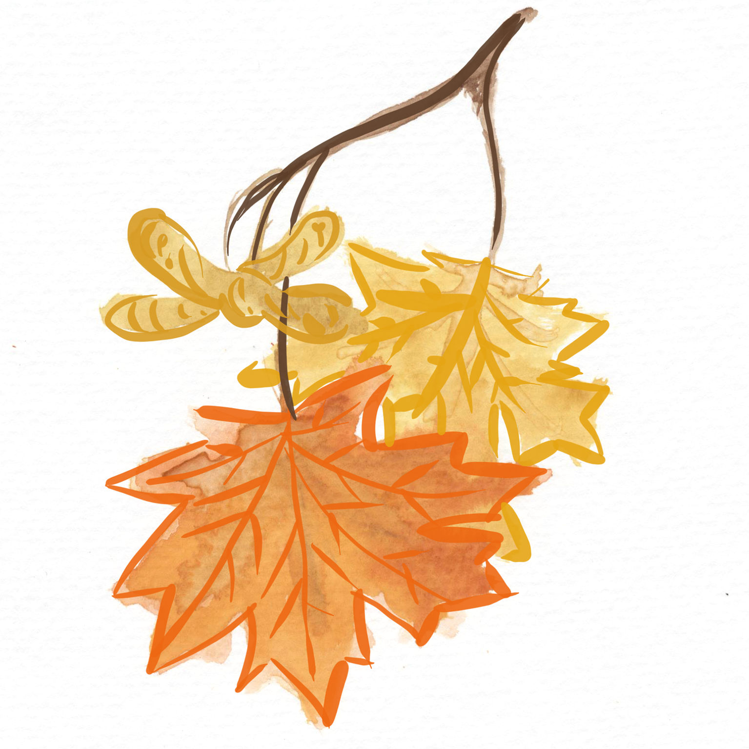 Maple_white.png