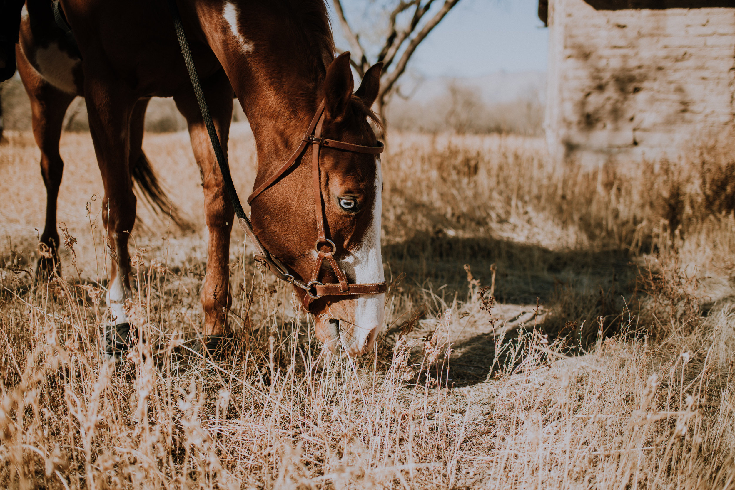 Tucson Lifestyle Photographer V Session-3866.jpg