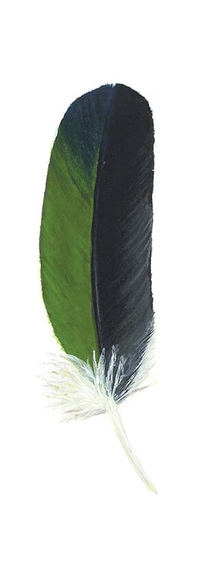 Black feather watercolor Painting by Green Palace - Fine Art America
