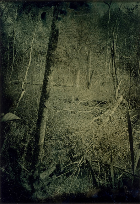“Wetlands 16” tintype 12” x 15”