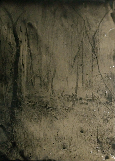 “Wetlands 14” tintype 12” x 15”