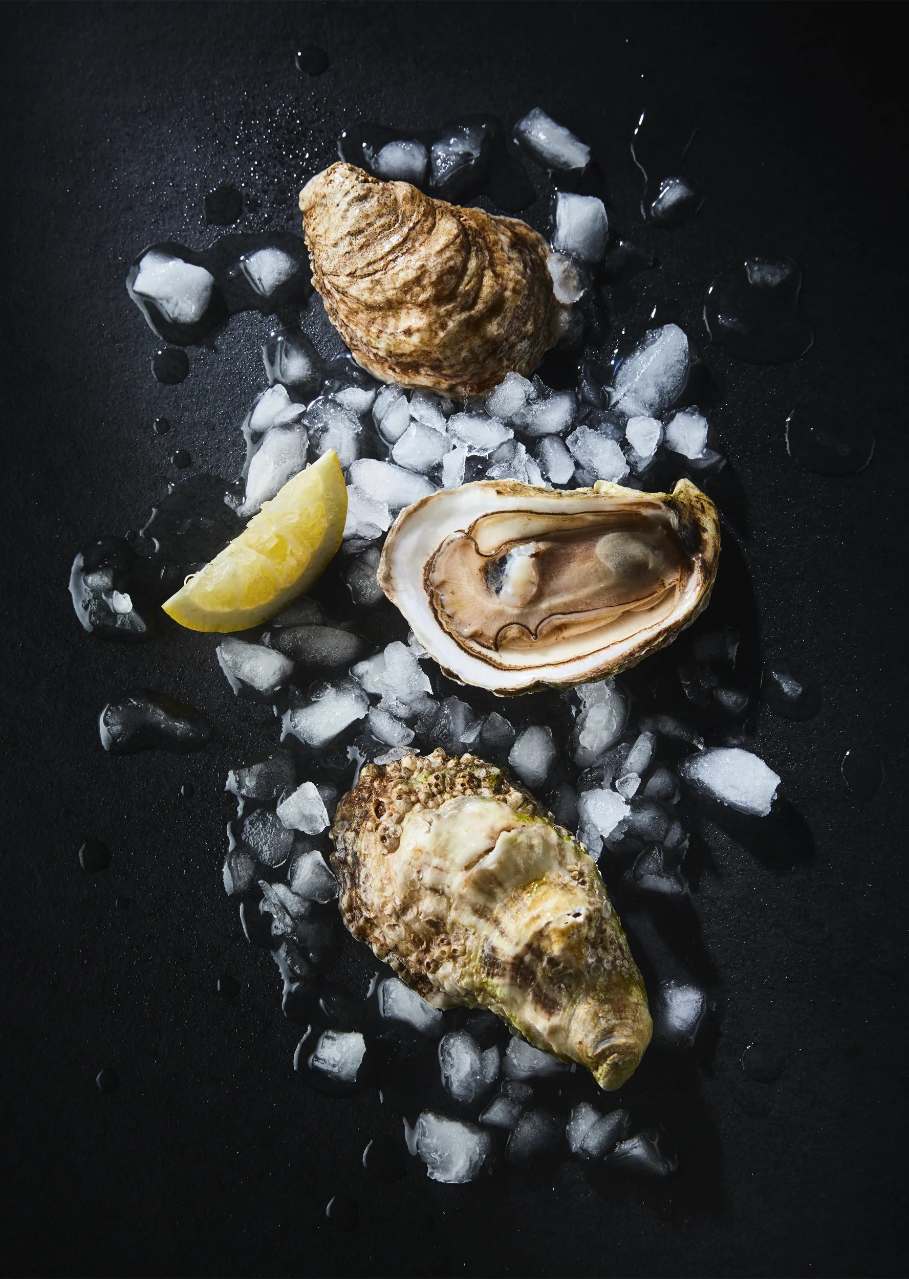 Oysters_44.jpg