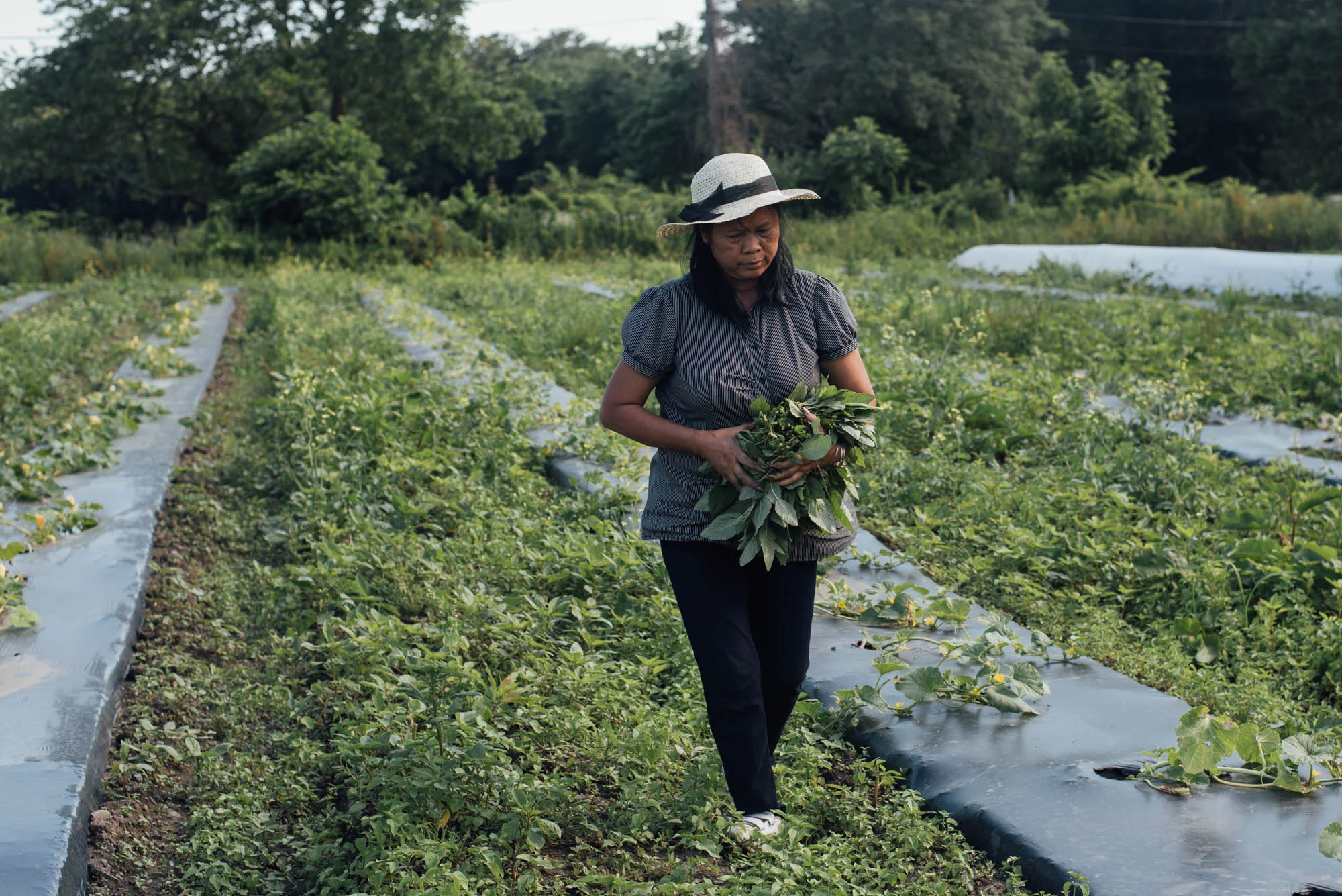Saroeup Voeul picks wild amaranth leaves at Movement Ground Farm in Tiverton, Rhode Island. She recognizes the leaves from her childhood in Cambodia. Photo by Ash Ngu.
