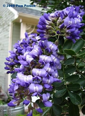 Texas Mountain Laurel