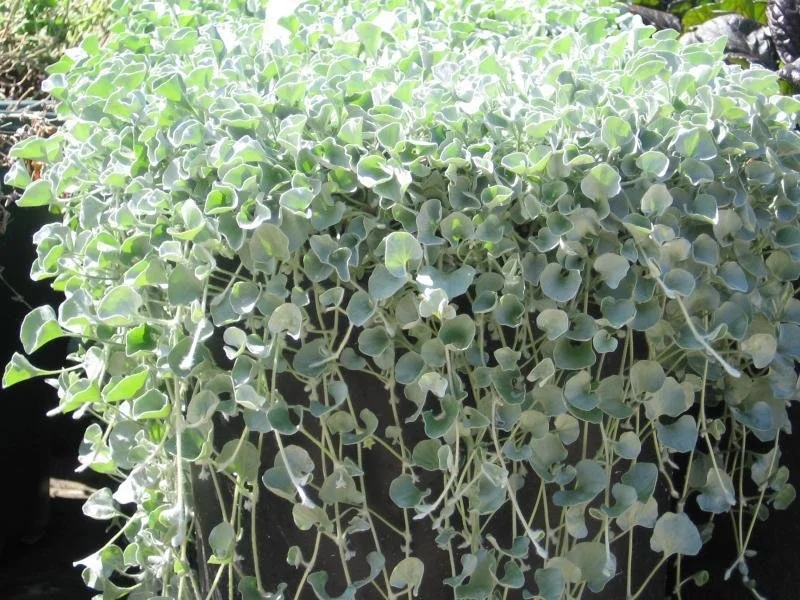 Dichondra