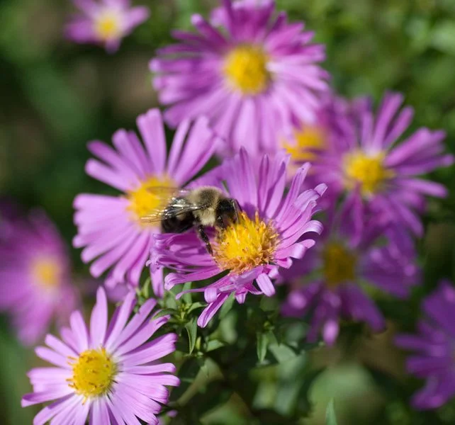 Fall Aster