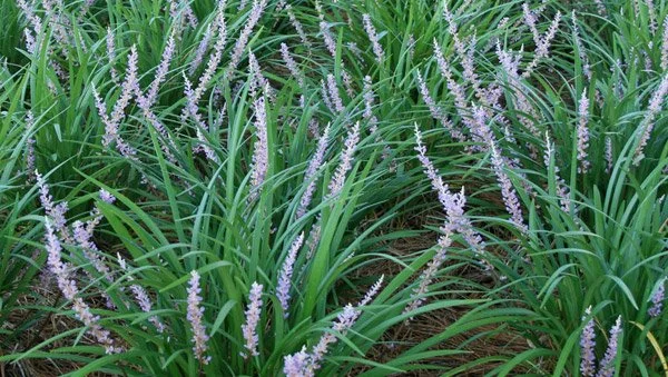 Liriope