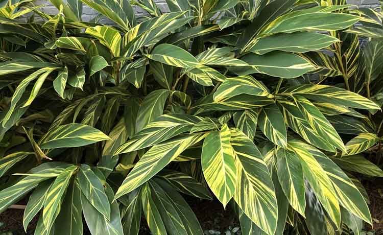 Variegated Ginger