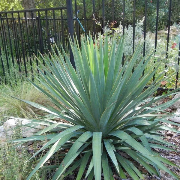 Soft-Leaf Yucca