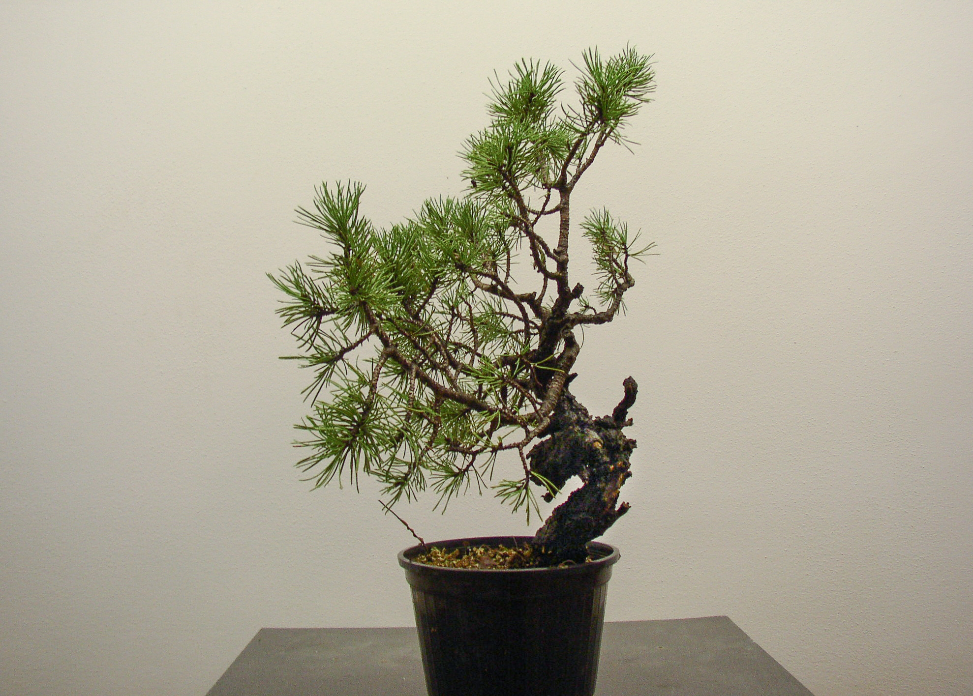 Il Pino nel 2001