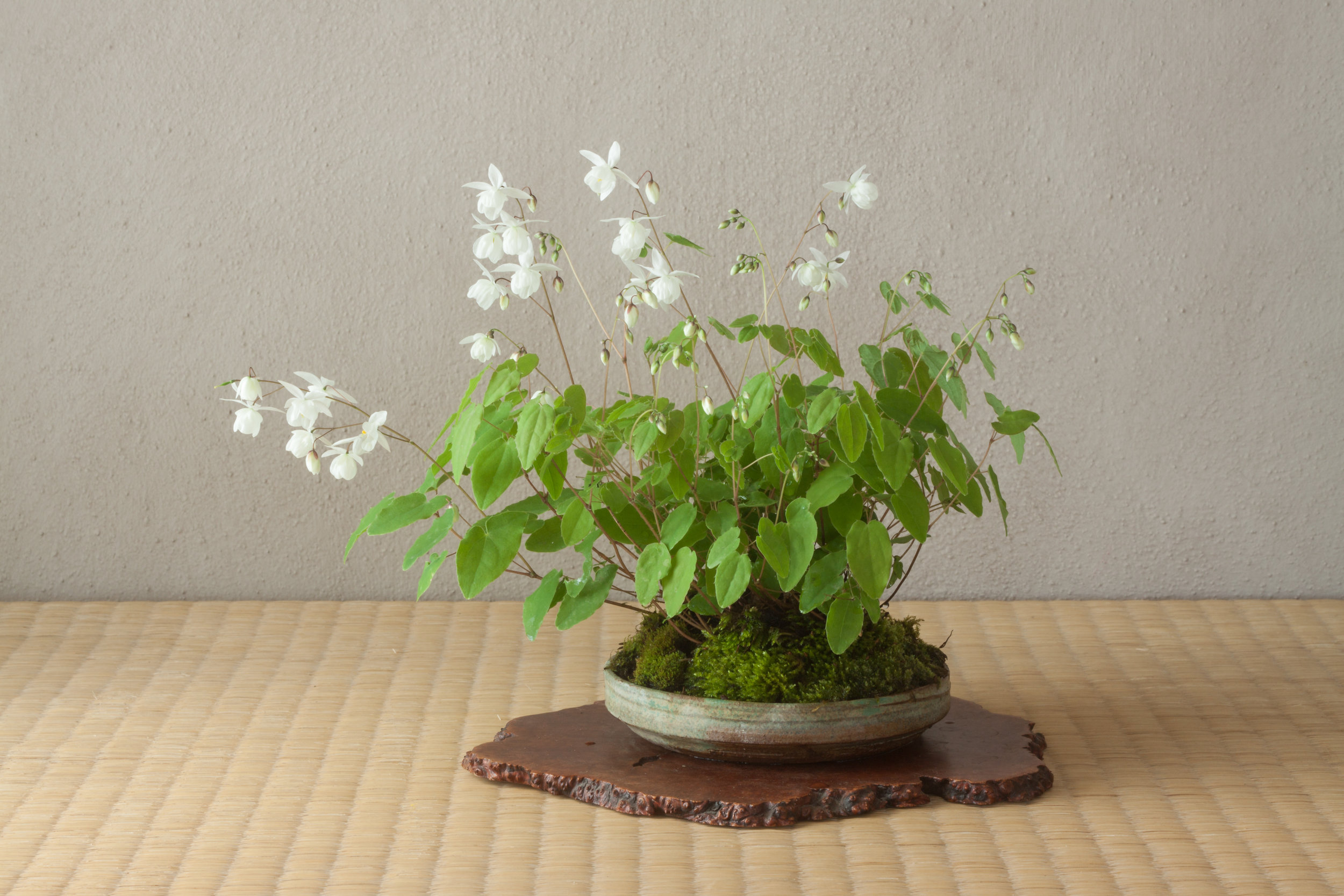 EPIMEDIUM