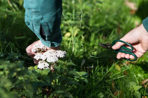 Wild food walk &amp; fermenting workshop with artist Sean Roy Parker