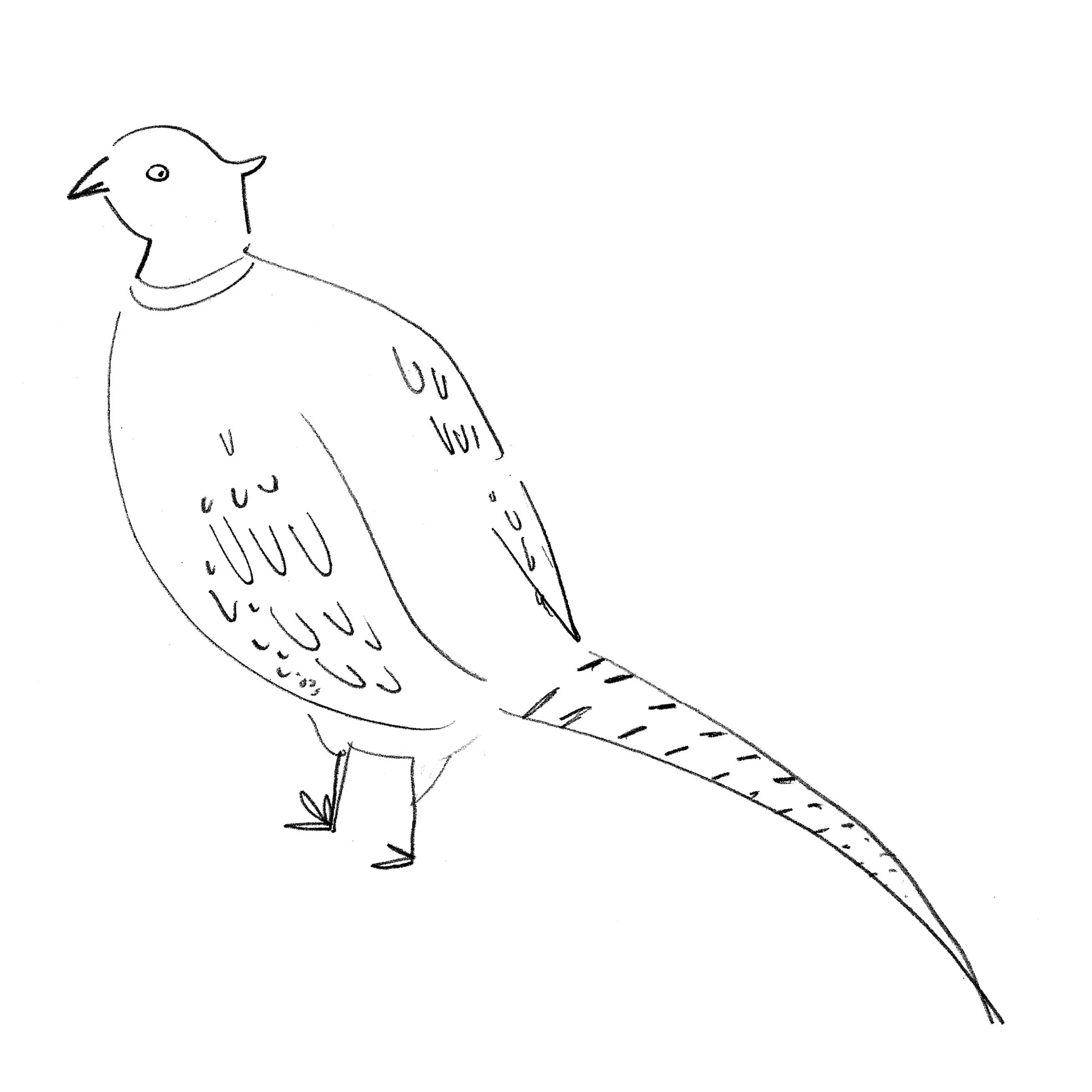 pheasant.jpg