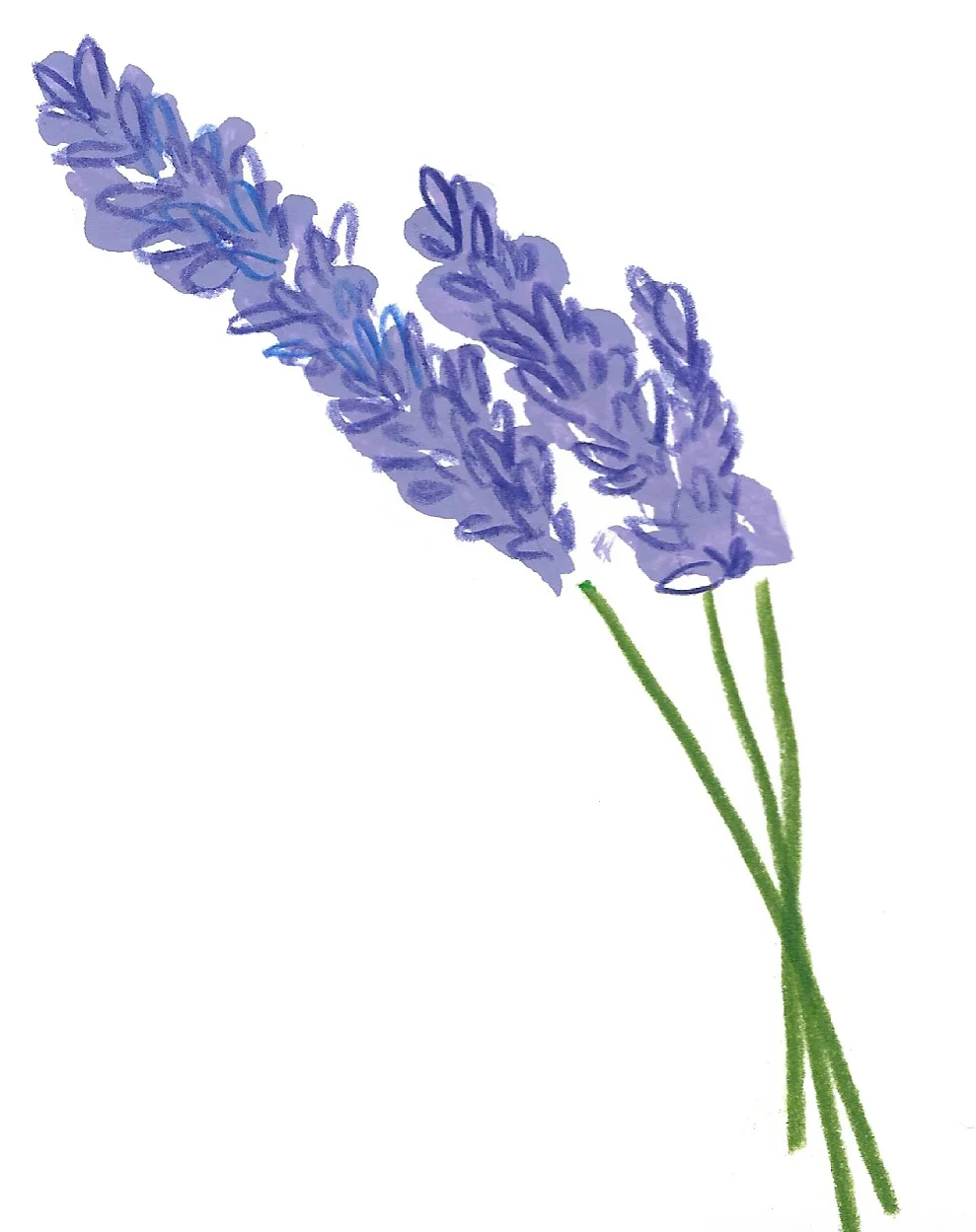 Botanical lavender packaging illustrations for Chain Bridge Honey Farm.