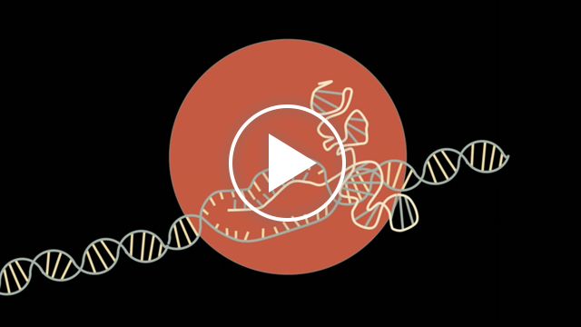 Introducing CRISPR Gene Editing