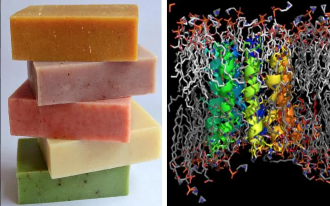 Lipids Soap Making.jpg