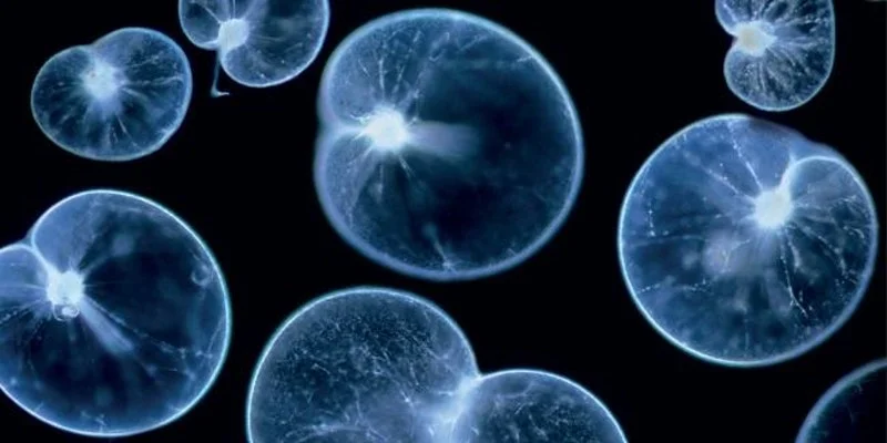 bioluminescence.jpg