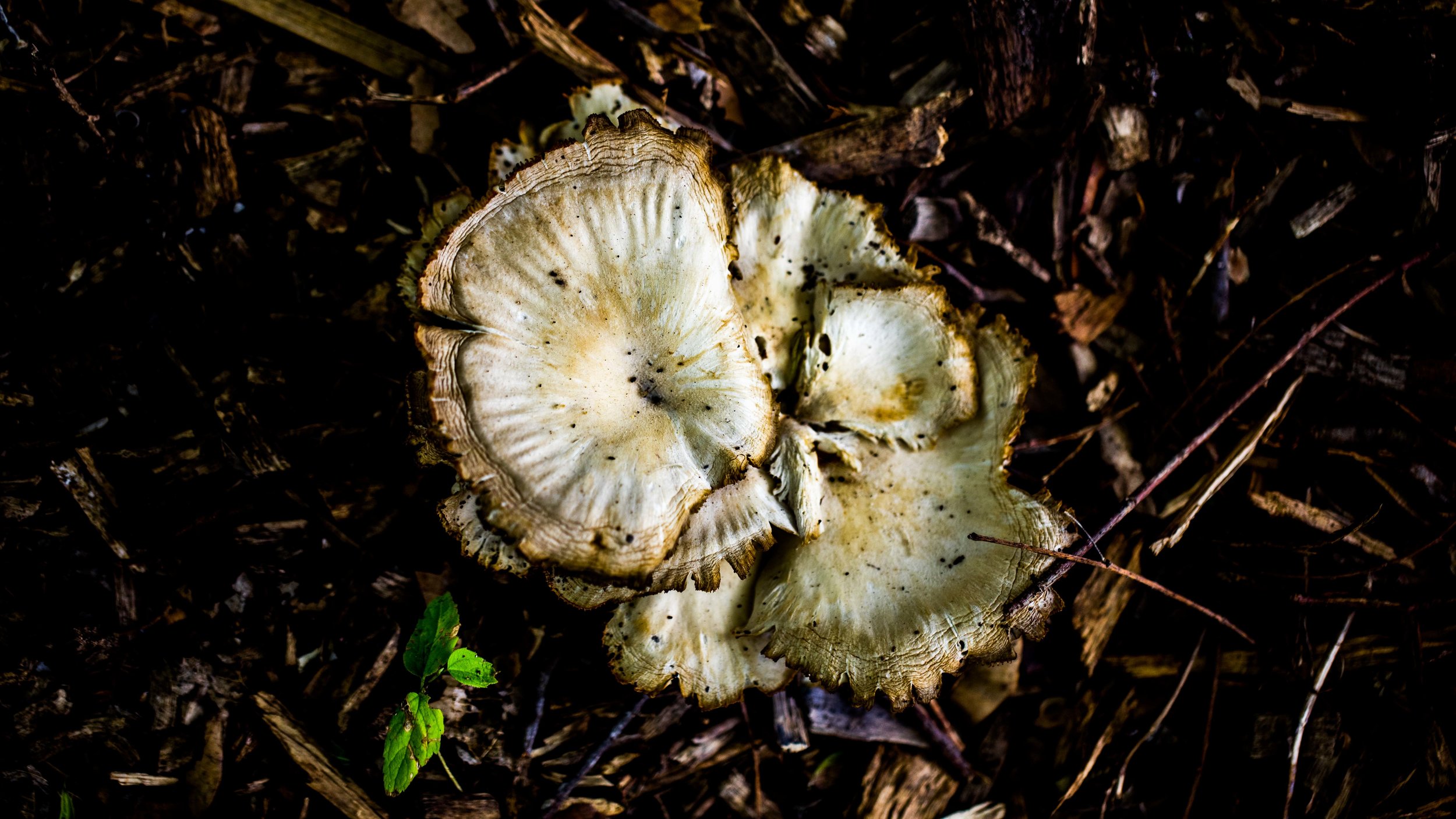 Workshop – Mycoremediation, a sustainable strategy for the