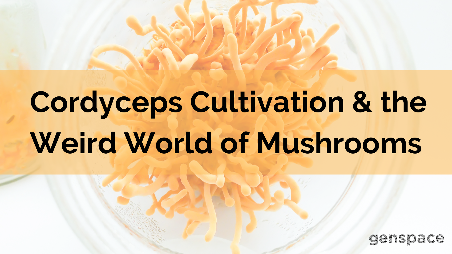 Cordyceps Cultivation & the Weird World of Mushrooms.png