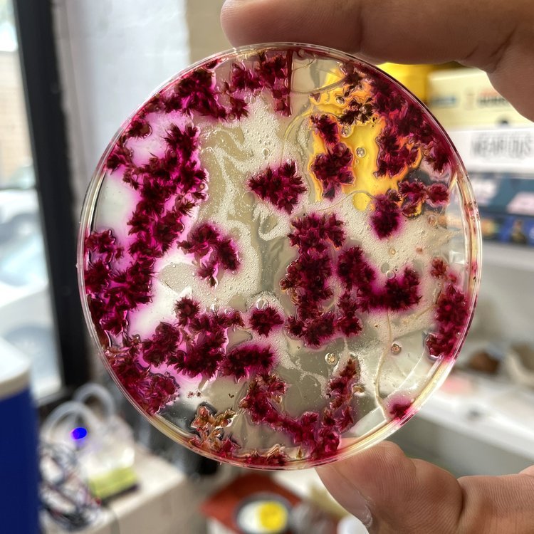 GBS-Lab-a19(R1).JPG