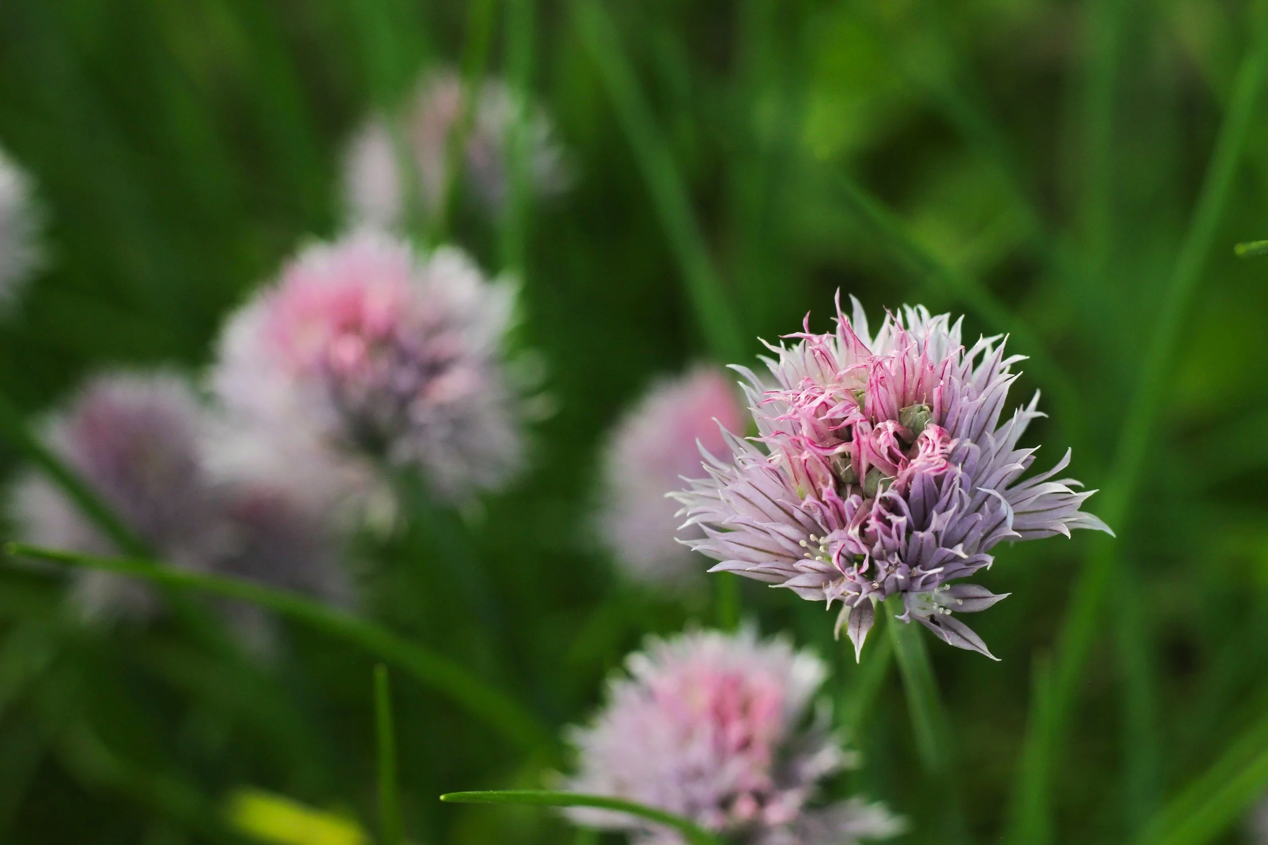 beet and chive blossom salad — Cardamom and Tea