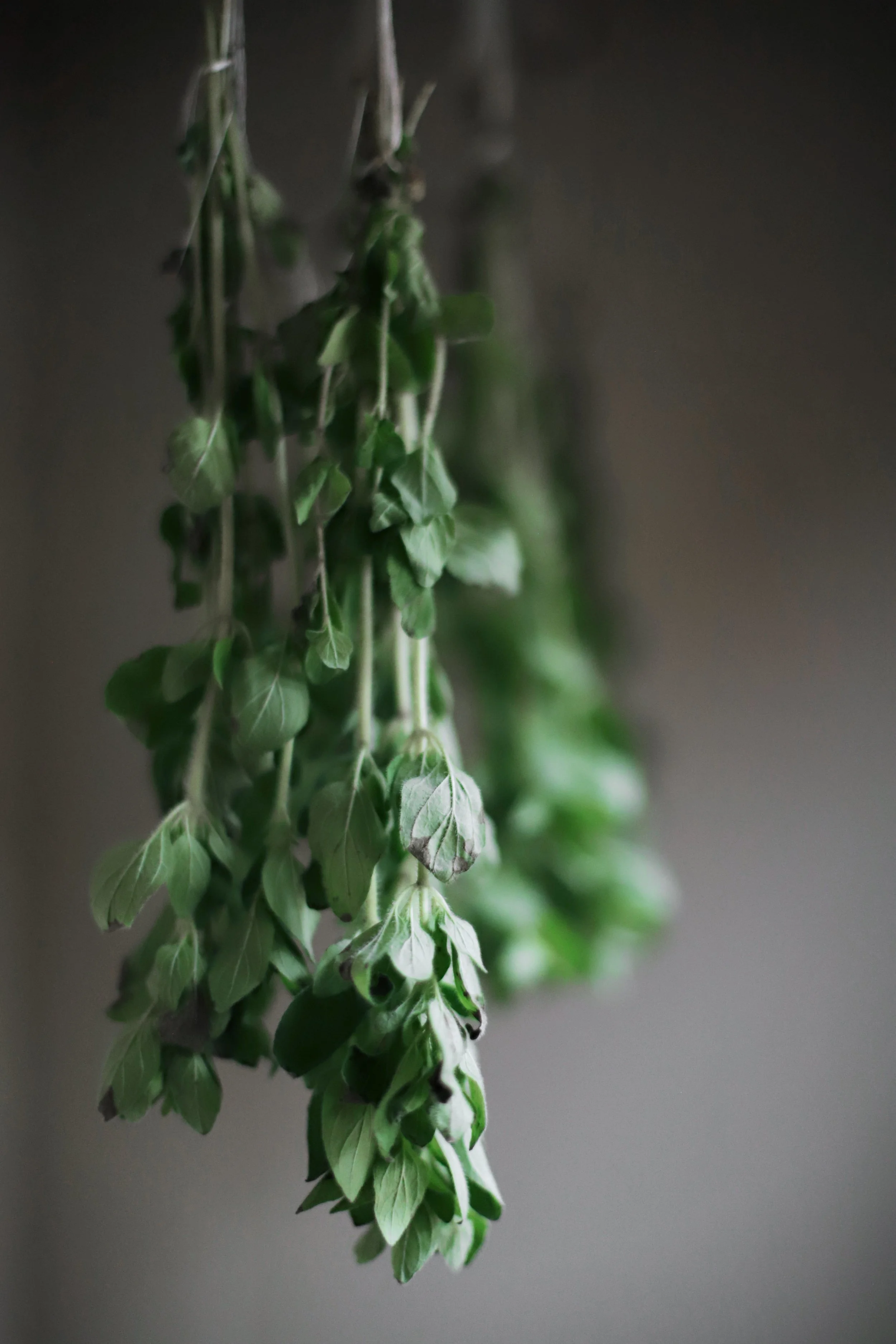 Ingredient Highlight Za atar Cardamom And Tea