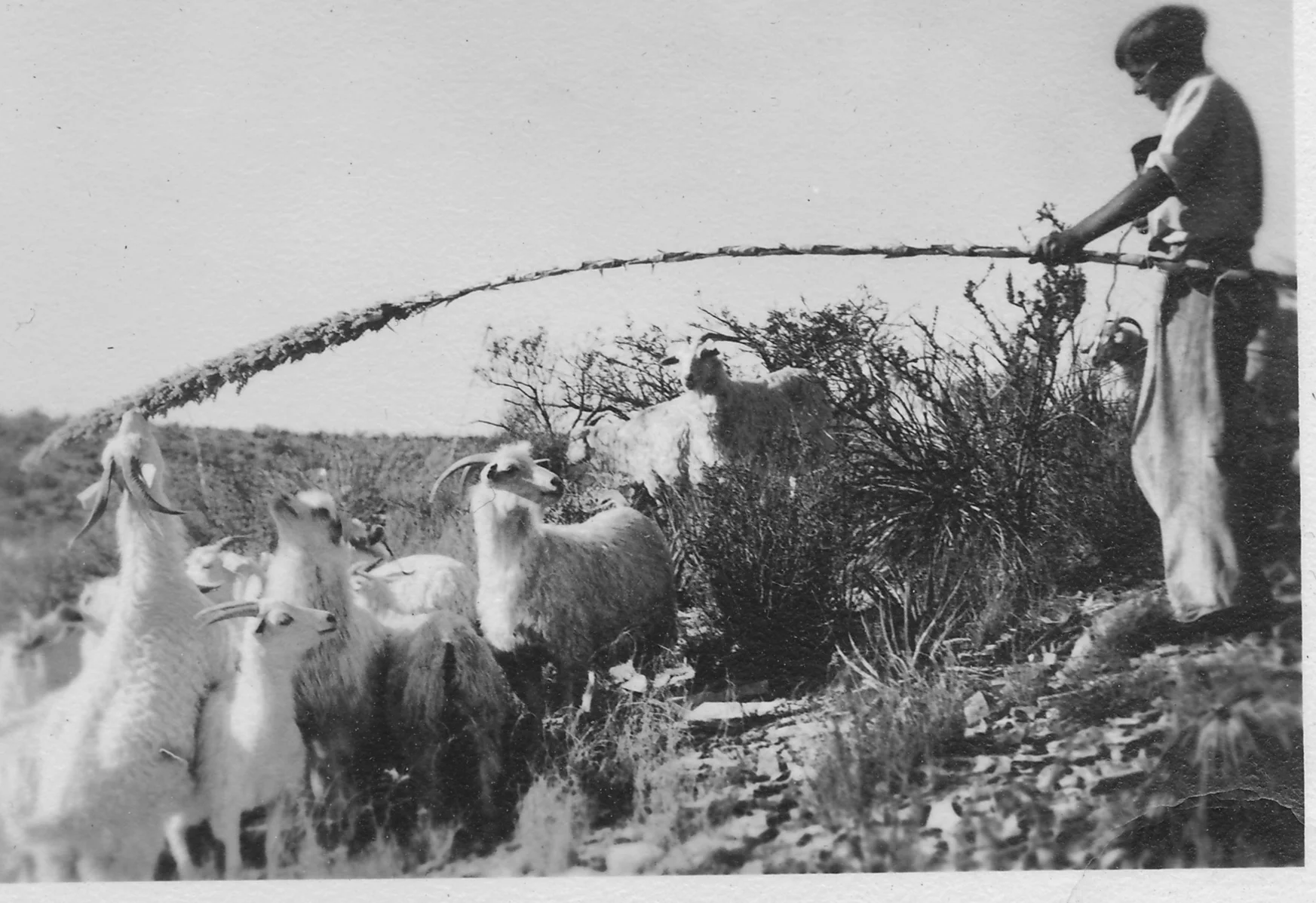 Feeding sotol to goats during the drought of the 1930s.