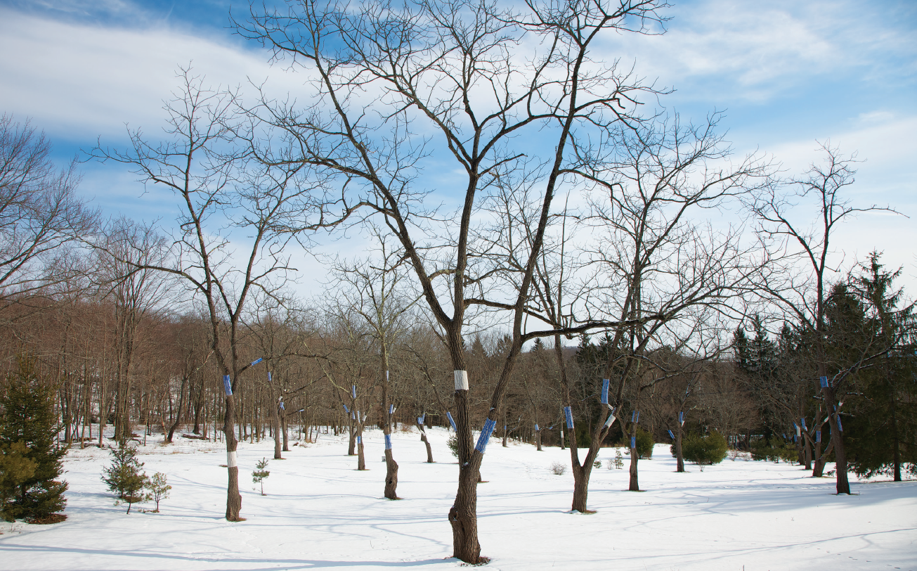 Clearing , 2012-2014. Hillsdale, NY