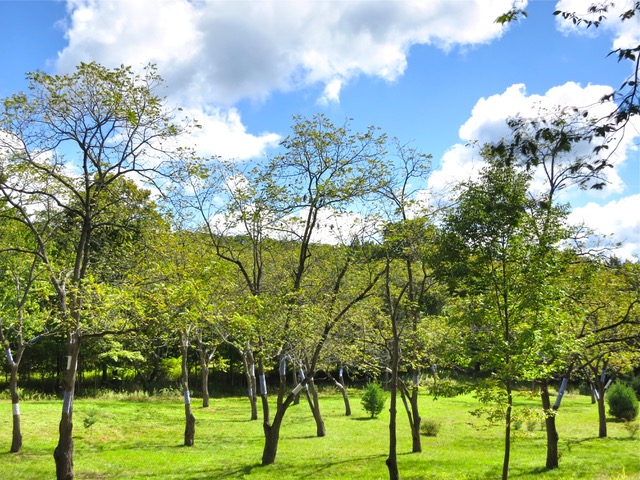 Clearing , 2012