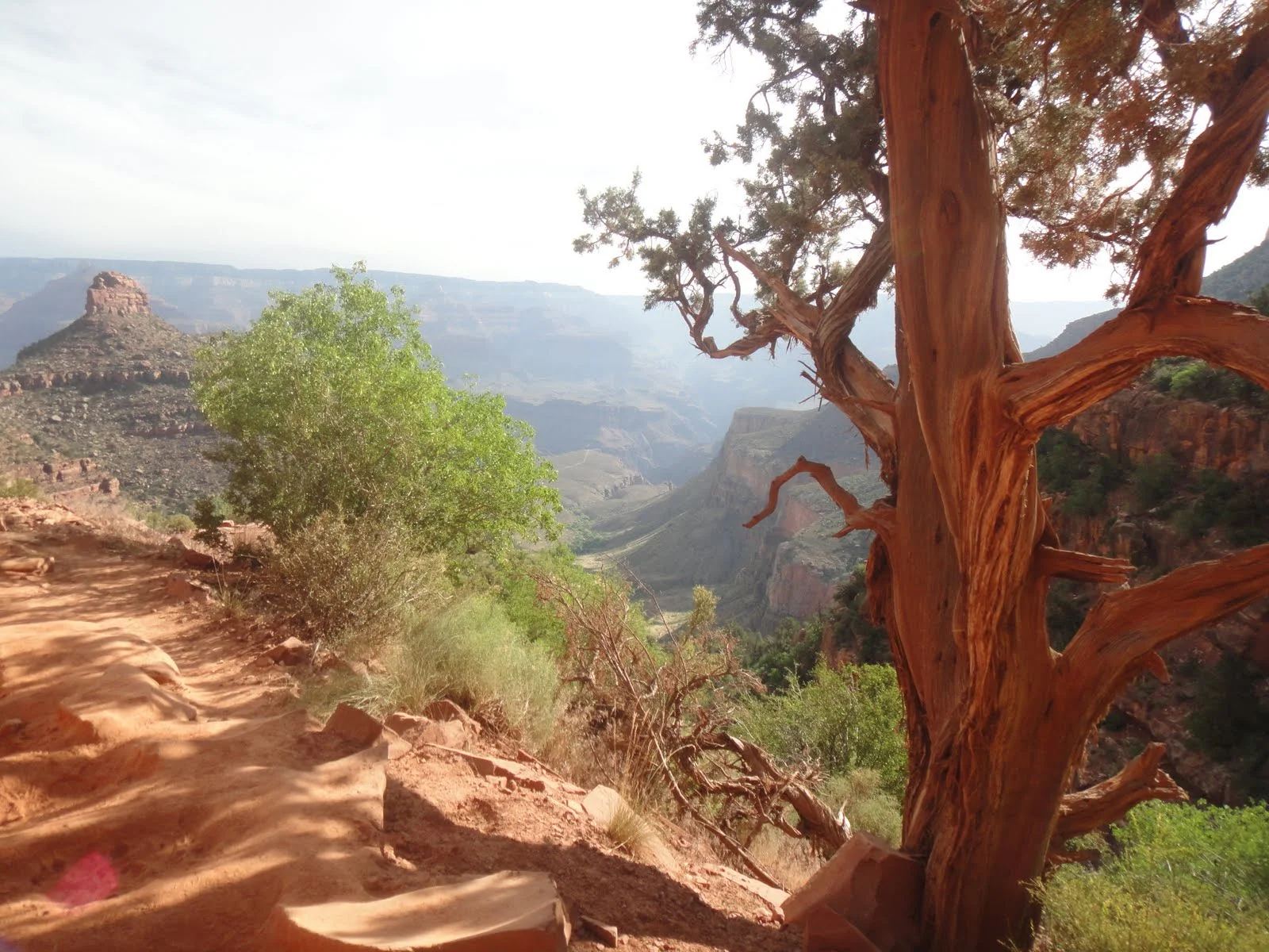 Grand Canyon: Life at the Rim