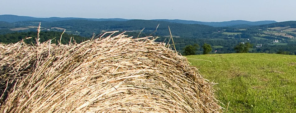 Ronnybrook Farm Dairy: Got Milk?