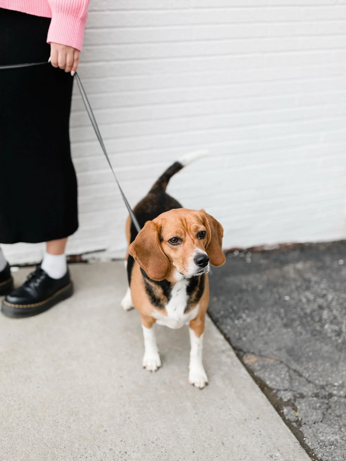 i&rsquo;ll take any excuse to post my fav beagle bb. happy national dog day to miss river 🐶❤️ if you could stop growing white face hairs now i&rsquo;d appreciate it, kthnx.