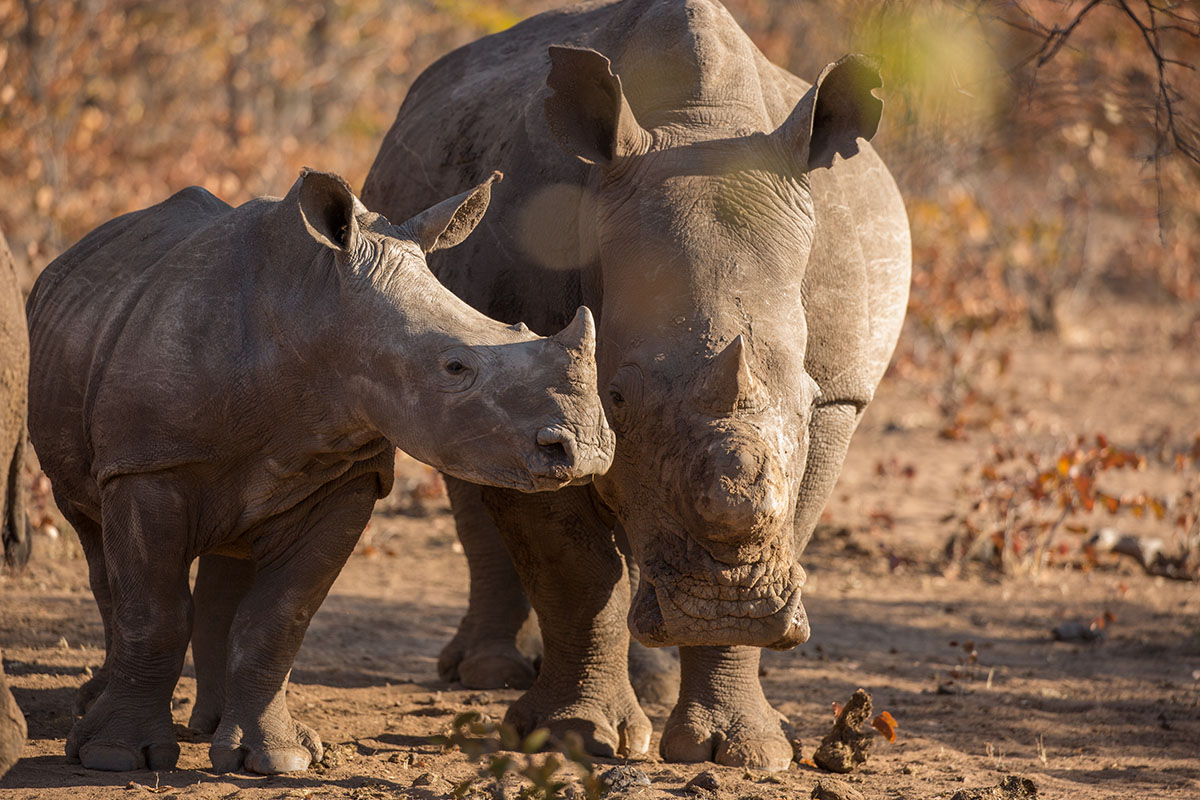 FM_Partnership_ResponsibleSourcing_Website_2RhinoImage.jpg