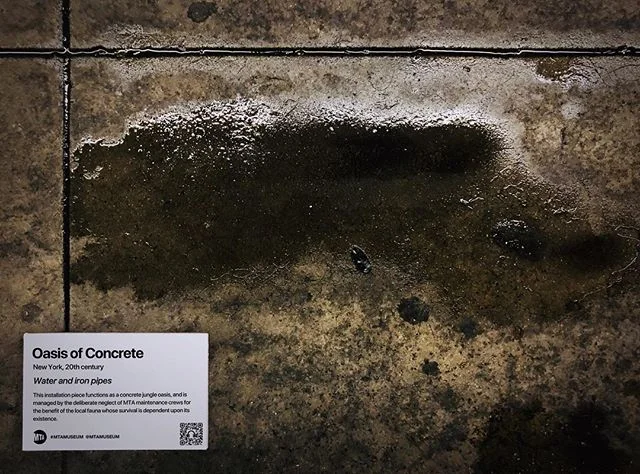 Title: Oasis of Concrete, New York

This installation piece functions as a concrete jungle oasis, and is managed by the deliberate neglect of MTA maintenance crews for the benefit of the local fauna whose survival is dependent upon its existence.
.
&